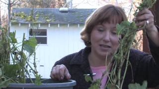 Gardening Tips  Transplanting Hollyhocks [upl. by Tommi]