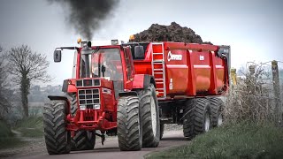 IH 1455XL  CHEVANCE  Transport de fumiermanure [upl. by Nepil]