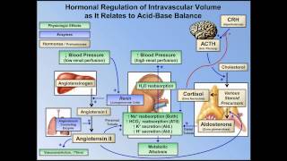 Metabolic Alkalosis ABG Interpretation  Lesson 10 [upl. by Yromas]