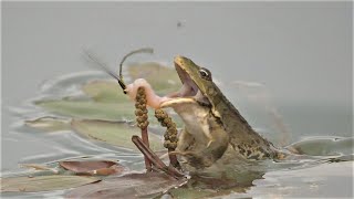 Frosch frisst Kleinlibelle  Frog eats damselfly [upl. by Schuman]