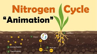 NITROGEN CYCLE  Biology Animation [upl. by Licastro789]