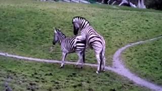 Zebra mating  Must watch HD Full [upl. by Attennhoj]