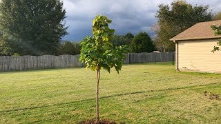 The Catalpa Tree [upl. by Haroved]