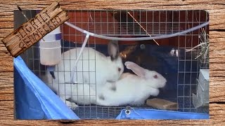 How to Breed Rabbits In a Cage System [upl. by Emirak546]