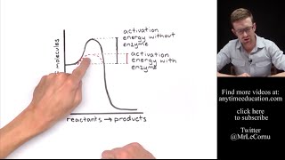 How Do Enzymes Work Activation Energy [upl. by Nhguaval]