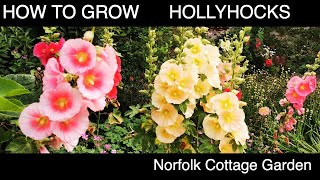 How to grow Hollyhock Flowers [upl. by Aron]