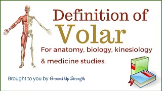 Volar Definition Anatomy Kinesiology Medicine [upl. by Euqirdor]