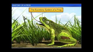 CBSE Class 11 Biology  Anatomy of Frog  By Shiksha House [upl. by Oliana]