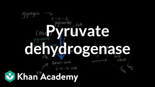 Regulation of Pyruvate Dehydrogenase [upl. by Trinia608]