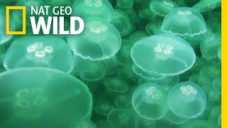 Jellyfish A Success Story  Nat Geo Wild [upl. by Jed]