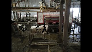 How Lely Robotic Milking System Works [upl. by Mattland607]