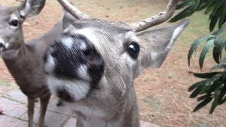 Deer Mating in the Yard [upl. by Derinna]