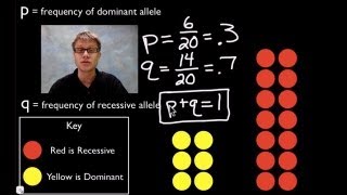 HardyWeinberg Equation [upl. by Selia]