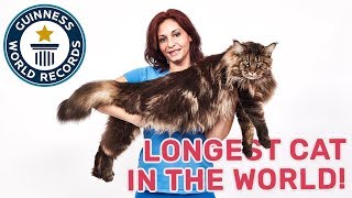 Barivel The Longest Cat in the World  Guinness World Records [upl. by Ob]