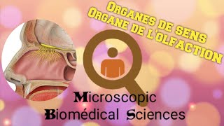 Histologie des organes de sens Lorgane de lolfaction [upl. by Annadroj399]