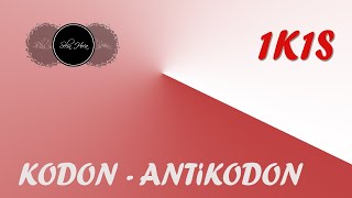 Kodon  Antikodon  1K1S [upl. by Jari]