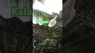 Columbidae in the roof [upl. by Yrreb]