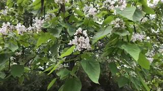 Catalpa bignonioides [upl. by Ozne]