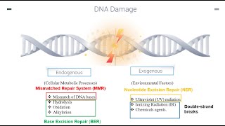 DNA Repair Mechanisms Part 1 [upl. by Hellene]