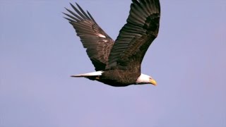 Las águilas los pájaros del aire  El Mundo Today 24H [upl. by Ihculo]