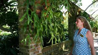 Caring for Staghorn Ferns [upl. by Parrnell46]