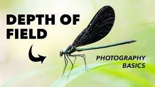 How to Use Depth of Field in Photography  Explained [upl. by Anaehs]