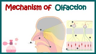 Olfactory System Anatomy and Physiology  Mechanism of olfaction  Olfactory receptor neurons [upl. by Remoh]