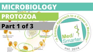 Protozoa  Microbiology  USMLE STEP 1  Part 1 of 3 [upl. by Marjory73]