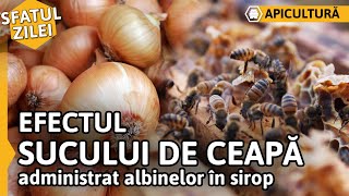 Efectul SUCULUI DE CEAPĂ administrat albinelor în sirop Sfatul zilei [upl. by Crissie]