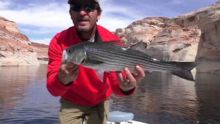 Lake Powell Striped Bass Fishing 101 [upl. by Albert]