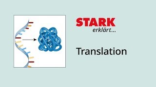 Translation Proteinbiosynthese  STARK erklärt [upl. by Enileme]