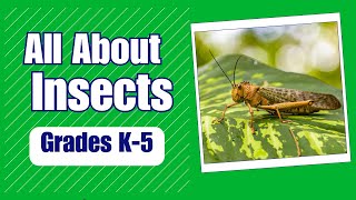 What is an Insect  Real World Science on the Learning Videos Channel [upl. by Atiuqet481]