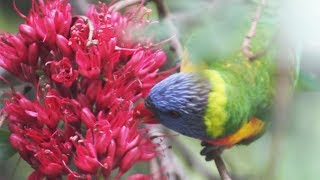 Drunken Parrot Tree at Adelaide Botanic Garden [upl. by Nosduh]