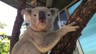 Koala mating call at Taronga [upl. by Aiken]