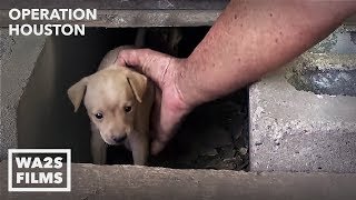 Houston Dog Rescuers Save Homeless Puppies From Under House  Hope For Dogs [upl. by Jayne]