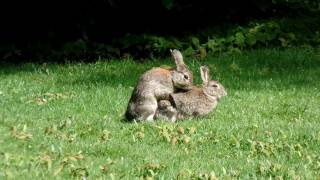 MATING RABBITS [upl. by Aleta702]