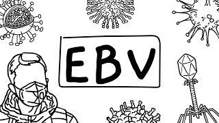 EpsteinBarr virus EBV [upl. by Acirrehs389]