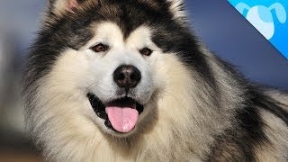 Alaskan Malamute Facts [upl. by Enilecram]