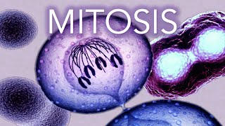 MITOSIS  MADE SUPER EASY  ANIMATION [upl. by Nirraj]