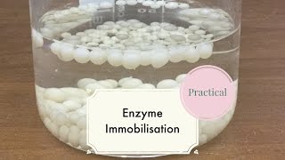 Enzyme ImmobilisationLeaving Cert Biology [upl. by Nutter]