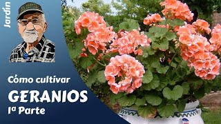 𝗚𝗘𝗥𝗔𝗡𝗜𝗢𝗦 𝟭 COMO CULTIVAR GERANIOS GUIA COMPLETA [upl. by Tertius]