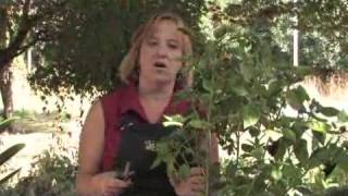 How to Prune a Hibiscus Plant [upl. by Annamarie]