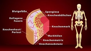 Knochen  Schulfilm Biologie [upl. by Kluge238]