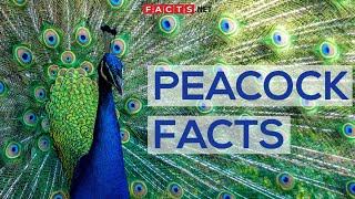 Interesting Facts About Peacocks And Peahens Or The Peafowls [upl. by Adnahsal419]