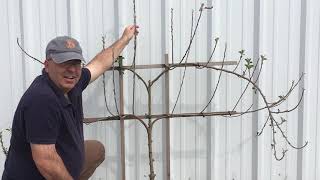 Pruning an Espalier Apple [upl. by Ellerahs]