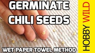 HOW TO GERMINATE CHILI SEEDS Wet Paper Towel Method [upl. by Royo925]