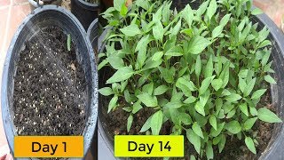 Quick and Easy Way To Grow Chili from seeds [upl. by Togram]