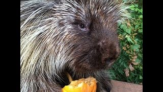 Teddy Bear the Talking Porcupine LOVES Pumpkin [upl. by Tormoria]