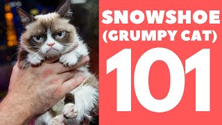 Snowshoe Cat 101  Breed amp Personality [upl. by Rudy]