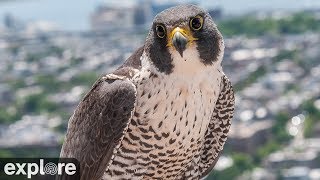 Chesapeake Conservancy Peregrine Falcon Cam powered by EXPLOREorg [upl. by Eustasius]